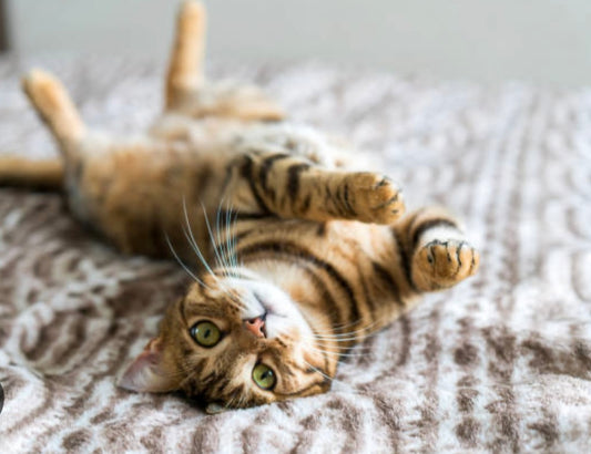 Live in Cat Sitter - £30.00 per day