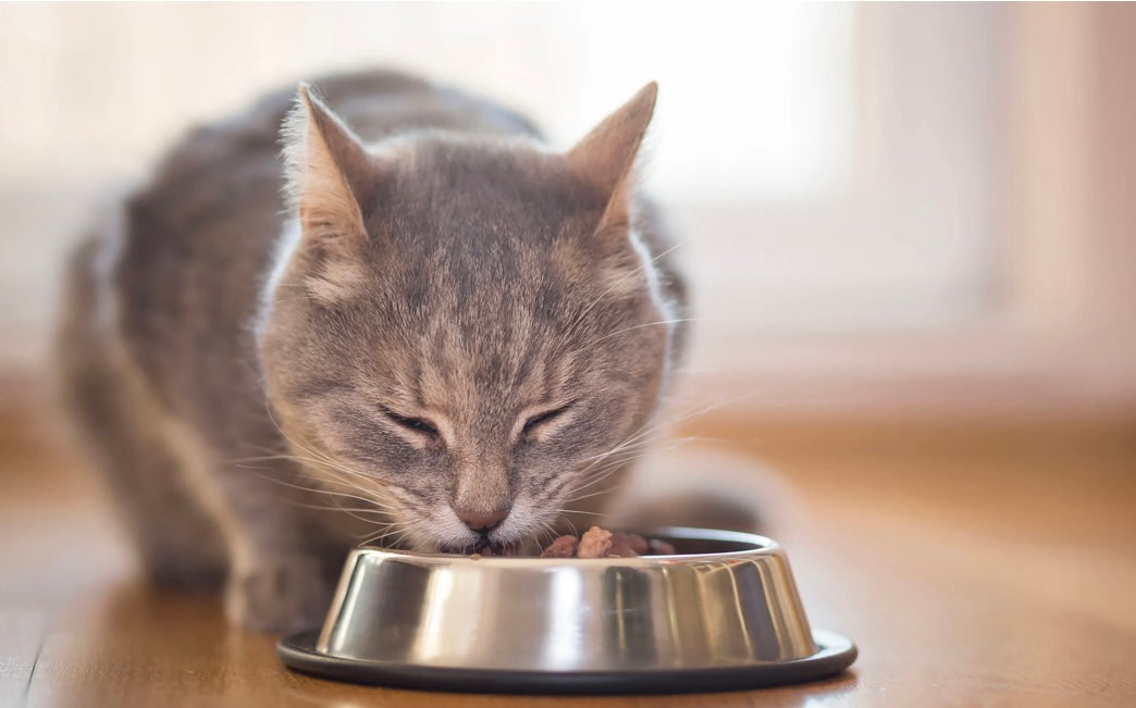 Cat Feeding services (2 feeds) - £22.50 per day