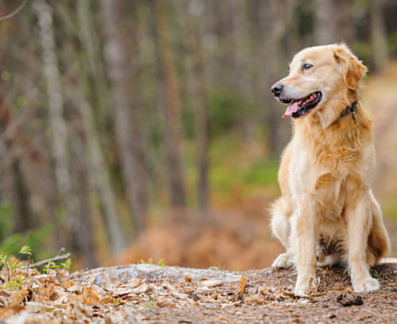 Live in Dog Sitter (up to 2 dogs) - £45.00 per day