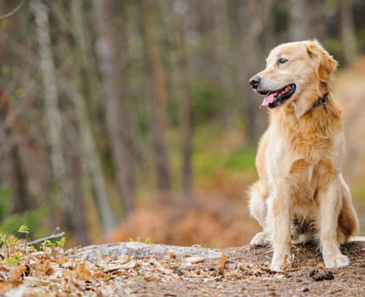 Live in Dog Sitter (up to 2 dogs) - £45.00 per day